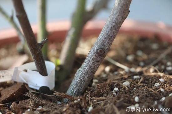 耐寒性，你家月季抗不抗凍？月季如何過(guò)冬(圖3)