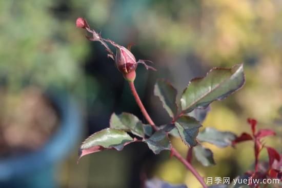 耐寒性，你家月季抗不抗凍？月季如何過(guò)冬(圖5)