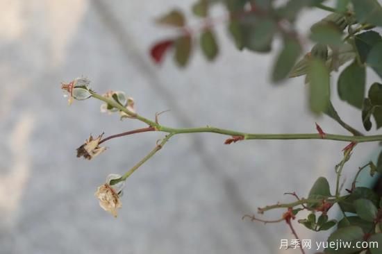 耐寒性，你家月季抗不抗凍？月季如何過(guò)冬(圖6)