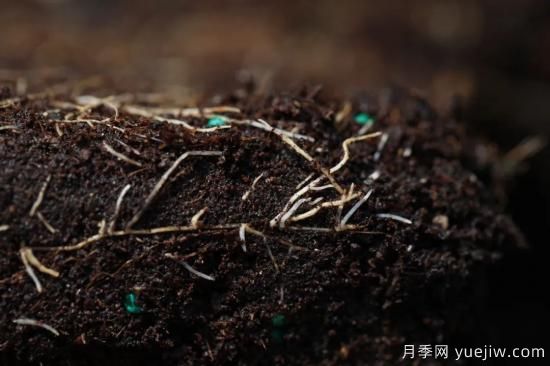 耐寒性，你家月季抗不抗凍？月季如何過(guò)冬(圖9)