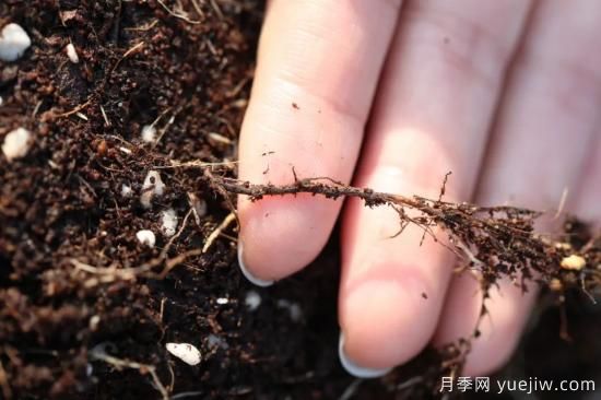 耐寒性，你家月季抗不抗凍？月季如何過(guò)冬(圖11)