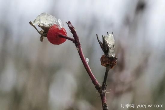 耐寒性，你家月季抗不抗凍？月季如何過(guò)冬(圖12)