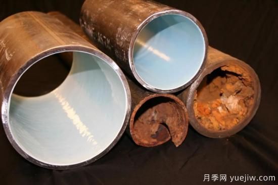 耐寒性，你家月季抗不抗凍？月季如何過(guò)冬(圖13)