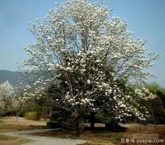 景觀人必知的行道樹知識(shí)！附30種常用落葉喬木介紹(圖10)