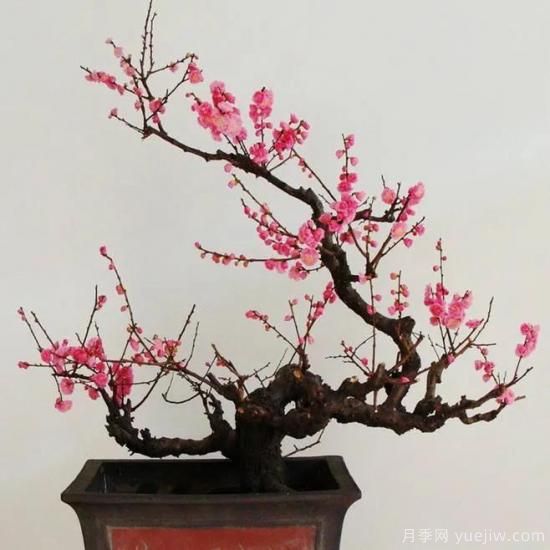 盆栽梅花怎樣施肥與澆水？梅花常見(jiàn)蟲(chóng)害的防治(圖1)