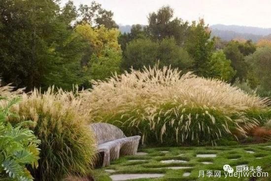 又美又耐寒，適合北方的14個觀賞草種類推薦(圖2)