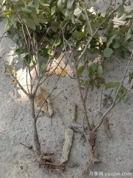 女貞爛根是什么原因造成的？如何挽救？(圖1)