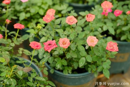 月季花苗什么時候移栽？月季花苗移栽注意事項(圖1)