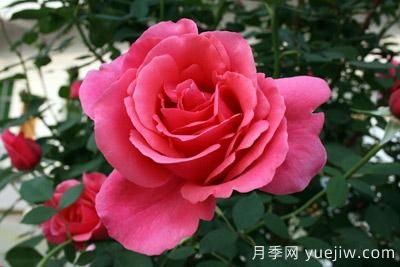 月季花苗什么時候移栽？月季花苗移栽注意事項(圖2)