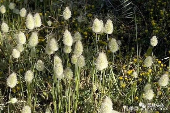 又美又耐寒，適合北方的14個觀賞草種類推薦(圖3)