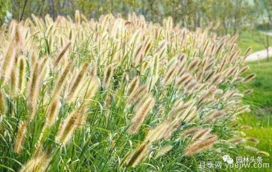 又美又耐寒，適合北方的14個觀賞草種類推薦(圖4)