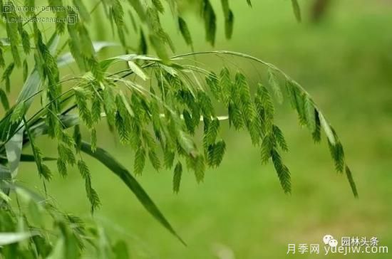又美又耐寒，適合北方的14個觀賞草種類推薦(圖8)