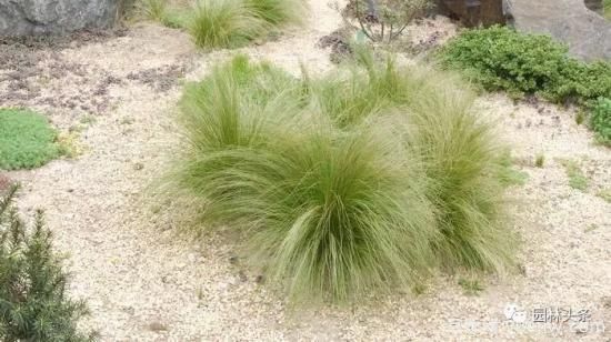 又美又耐寒，適合北方的14個觀賞草種類推薦(圖10)