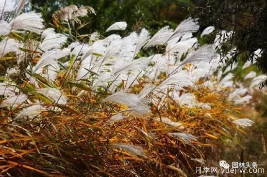 又美又耐寒，適合北方的14個觀賞草種類推薦(圖11)