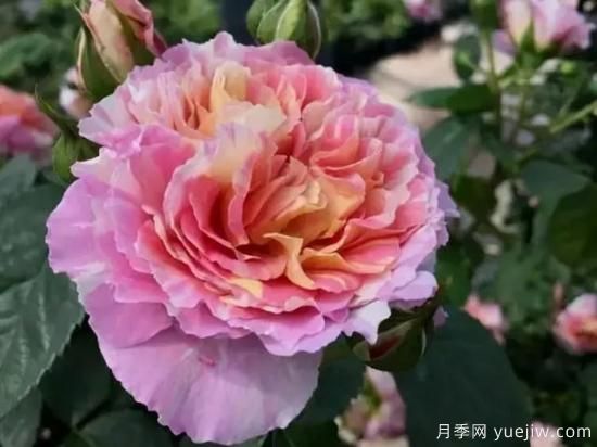 淘汰掉的6款藤本月季，經(jīng)典就是適合的嗎？(圖2)