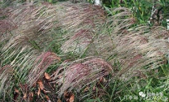 又美又耐寒，適合北方的14個觀賞草種類推薦(圖12)