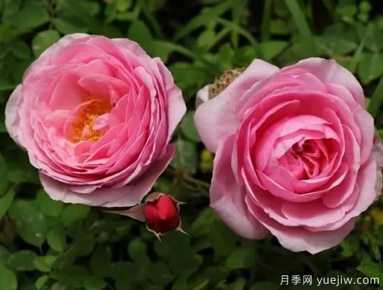 淘汰掉的6款藤本月季，經(jīng)典就是適合的嗎？(圖3)
