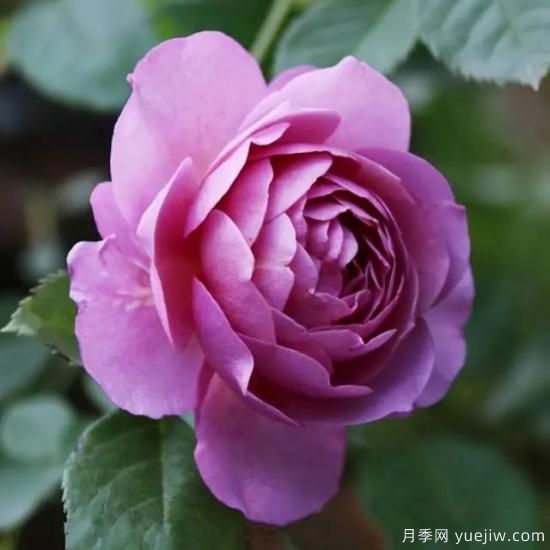 淘汰掉的6款藤本月季，經(jīng)典就是適合的嗎？(圖4)