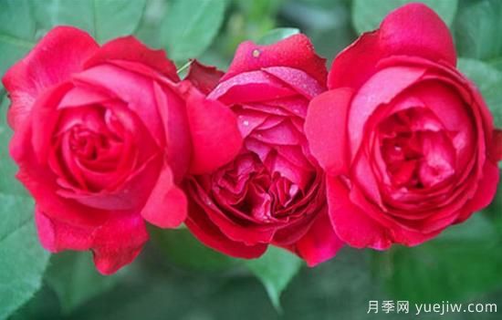 淘汰掉的6款藤本月季，經(jīng)典就是適合的嗎？(圖5)
