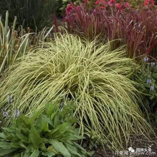 又美又耐寒，適合北方的14個觀賞草種類推薦(圖14)