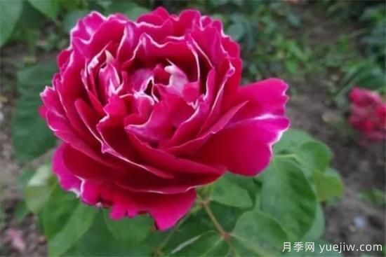 淘汰掉的6款藤本月季，經(jīng)典就是適合的嗎？(圖6)