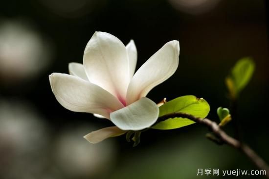 廣玉蘭的養(yǎng)護過程都需要注意哪些問題？(圖1)