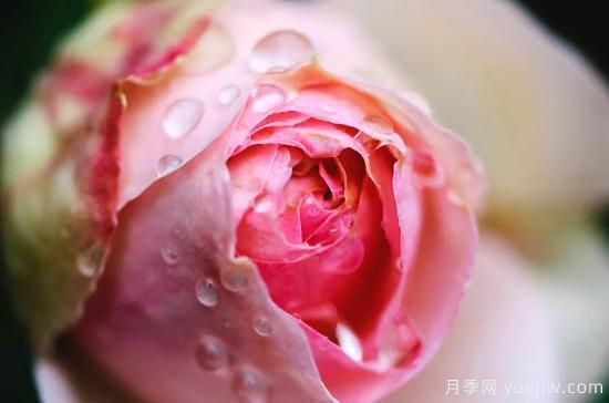 初冬月季花苞打不開，可能是這些原因，有什么應(yīng)對措施(圖2)