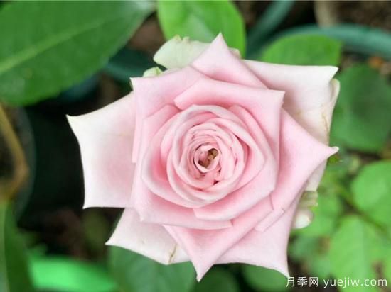 玫瑰、月季、薔薇如何區(qū)別？3個(gè)方法很簡(jiǎn)單(圖1)