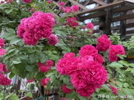 玫瑰、月季、薔薇如何區(qū)別？3個(gè)方法很簡(jiǎn)單(圖2)