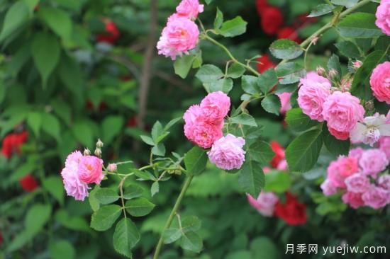 玫瑰、月季、薔薇如何區(qū)別？3個(gè)方法很簡(jiǎn)單(圖3)