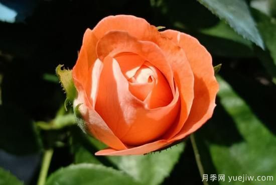 玫瑰、月季、薔薇如何區(qū)別？3個(gè)方法很簡(jiǎn)單(圖4)