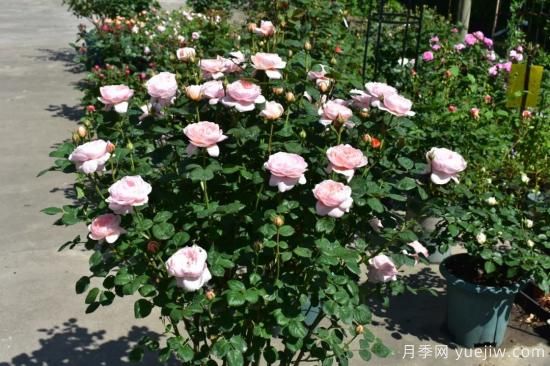 初冬月季花苞打不開，可能是這些原因，有什么應(yīng)對措施(圖4)