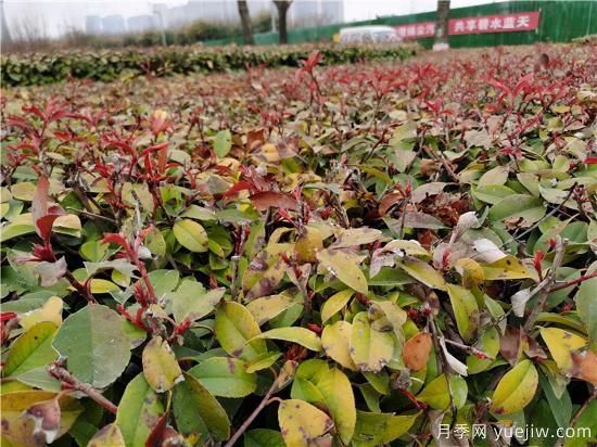 園林植物怎么合理用好防凍液？(圖1)