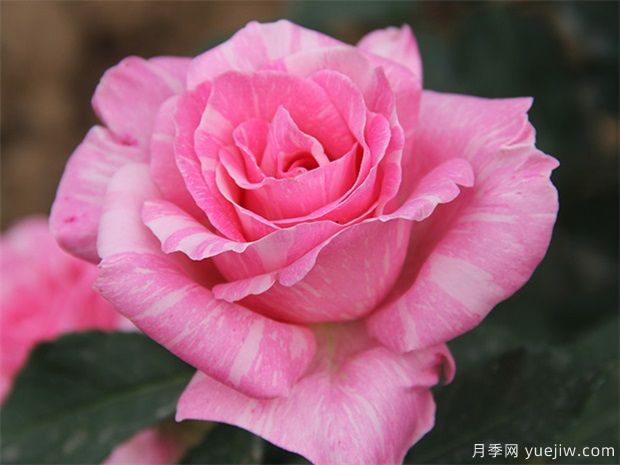 讀書句子迷：余生只愿你知足且上進(jìn)，溫柔而堅(jiān)定(圖1)