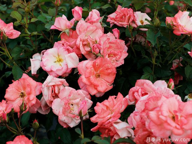 推薦8種藤本月季，抗病性強(qiáng)好養(yǎng)好看愛開花(圖5)