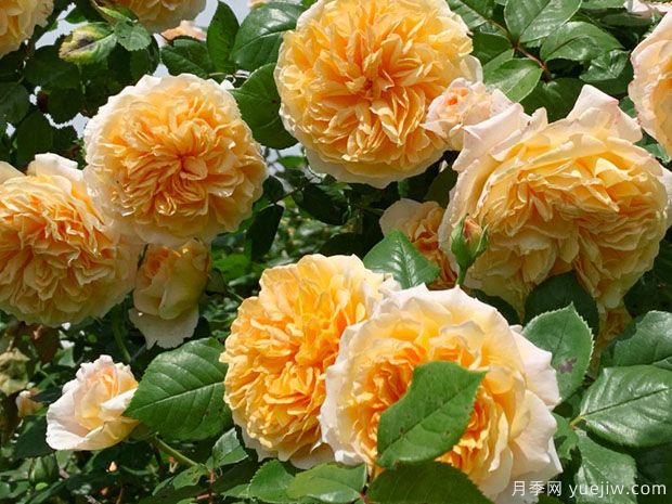 推薦8種藤本月季，抗病性強(qiáng)好養(yǎng)好看愛開花(圖1)