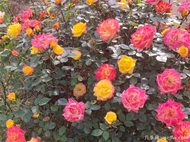 推薦8種藤本月季，抗病性強(qiáng)好養(yǎng)好看愛開花(圖2)