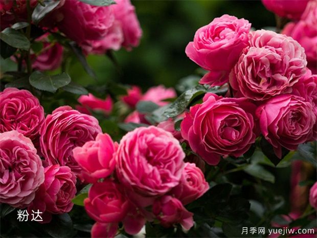 推薦8種藤本月季，抗病性強(qiáng)好養(yǎng)好看愛開花(圖8)