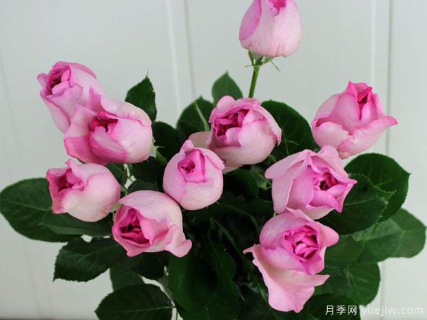 伊芙草莓樹(shù)月季(圖3)