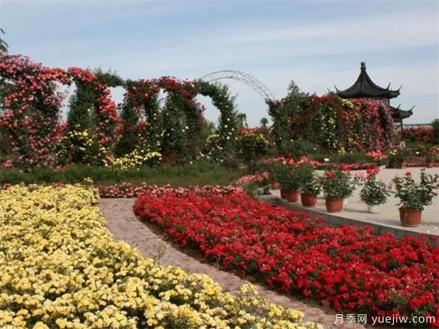 月季名園：中國(guó)月季園/南陽(yáng)月季博覽園(圖2)