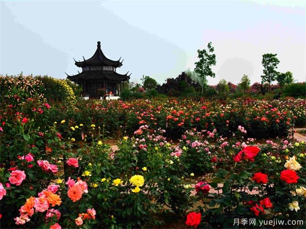 月季名園：中國(guó)月季園/南陽(yáng)月季博覽園(圖4)