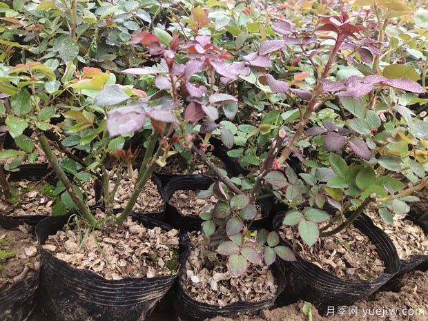 新疆喀什適合月季種植和應(yīng)用嗎？(圖2)