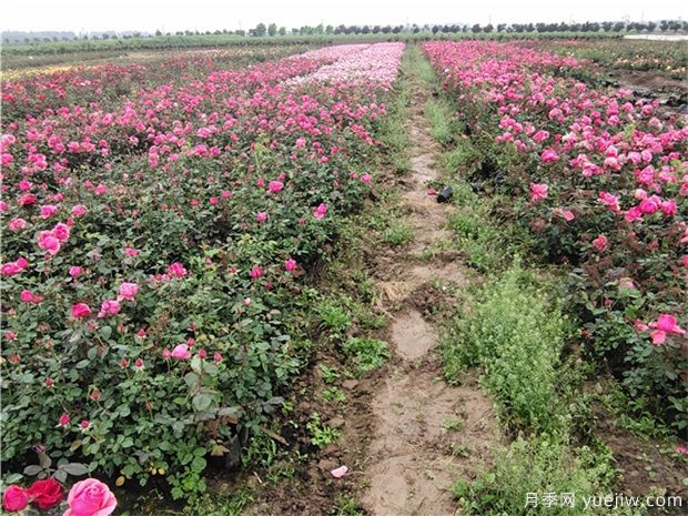 豐花月季與普通月季的區(qū)別？園林花壇喜歡用的特點(diǎn)(圖3)