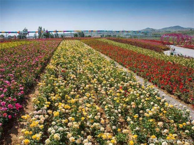 豐花月季與普通月季的區(qū)別？園林花壇喜歡用的特點(diǎn)(圖1)