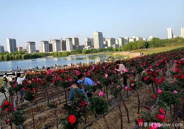 濰坊昌樂：西湖月季盛放期，五一假期花海來襲(圖2)