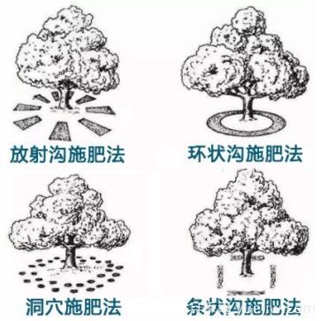 花卉苗木秋季土埋有機(jī)肥有哪幾種方法？(圖1)