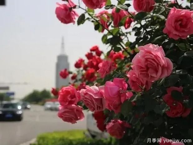 邢臺(tái)月季市花文化和景觀圖集(圖1)