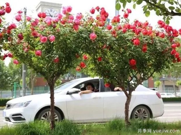 邢臺(tái)月季市花文化和景觀圖集(圖3)