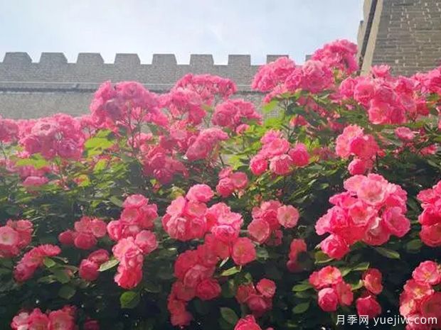 邢臺(tái)月季市花文化和景觀圖集(圖2)