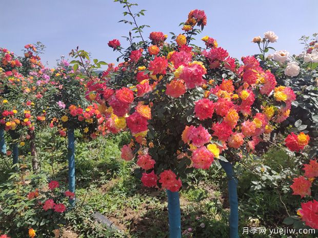 月季花怎么養(yǎng)好很簡(jiǎn)單？總結(jié)養(yǎng)護(hù)管理要點(diǎn)(圖1)